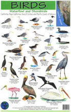 Birds, Waterfowl and Shorebirds