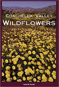 Coachella Valley Wildflowers
