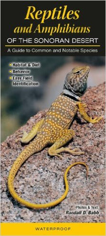 Reptiles and Amphibians Of The Sonoran Desert