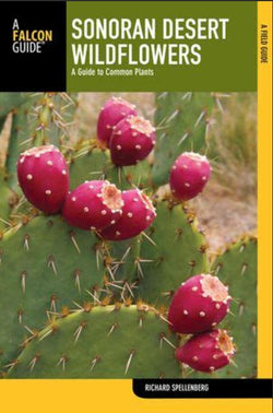 Sonoran Desert Wildflowers