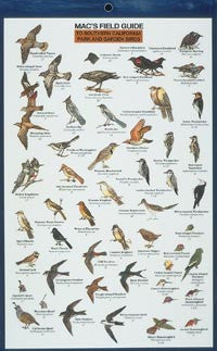 Mac's Field Guide to Southern California Park & Garden Birds
